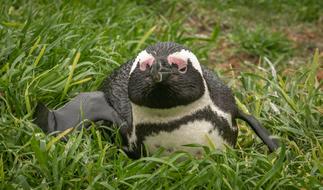Penguin Donkey South