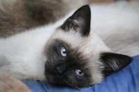 Siamese Cat Animal