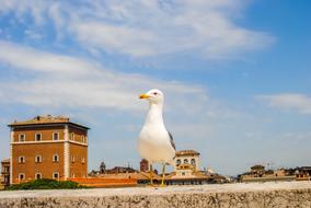 Rome Bird Italy