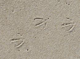 Sylt List Elbow