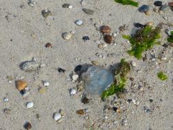 Sylt List Elbow