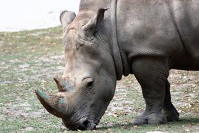 Rhino Zoo Feb