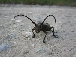Beetle Coleoptera Morimus Funereus