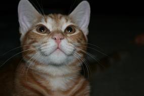 Cat Kitten Tabby
