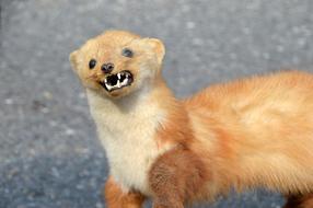 Weasel Of Europe Little