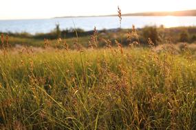 Beach Grass Sunset