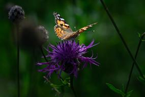 Vanessa Cardui Butterfly in garden