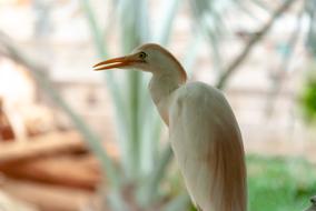 a beautiful bird on safari