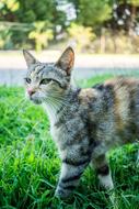 Cat Mood Fantasy