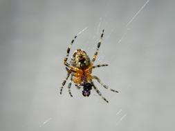 closeup photo of Spider Insect Arachnid on web