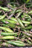 green peppers on the ground