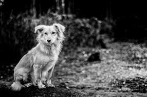 Dog Forest Animal