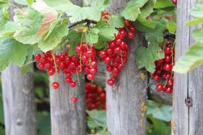 garden with fresh currants