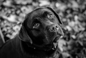 Dog Labrador Black And White
