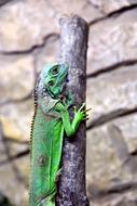 Iguana Green Post