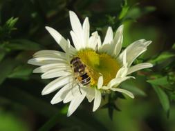 Cheloveka Common Insect Eristalis