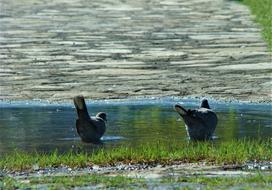 Pigeon Bird