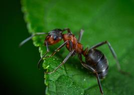 Close up of an ant on a leaf
