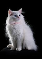 White Cat Animal