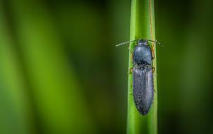 Macro Insect Beetle Blade Of