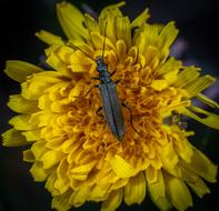 Macro Insect Beetle