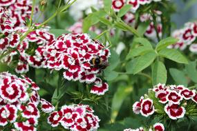 Bumblebee Insect Pollen