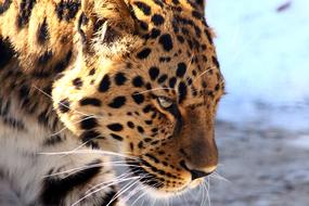 Leopard The Far Eastern
