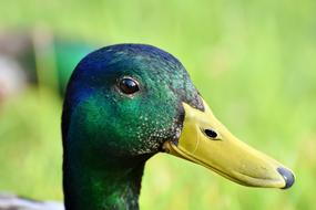 Duck Drake Bird Water