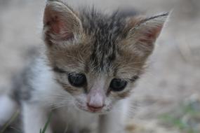 Cat Animal Little