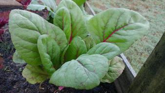 green leaves of a vegetable in the garden