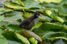 Water Lilies Young Animal Pond