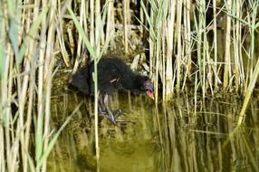 Reed Young Animal Pond