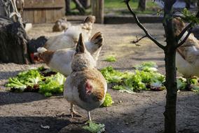 Animal Bird Chicken
