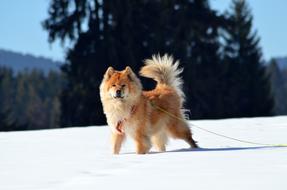 Eurasians Dog Pet