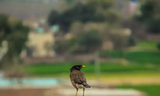 Bird Nature Animal
