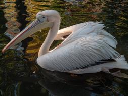 white beautiful pelican in the water
