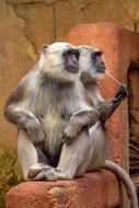 Ape Zoo Animal