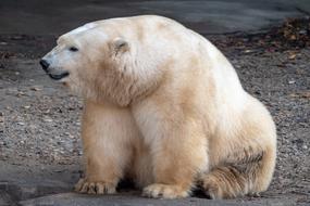 Zoo Polar Bear
