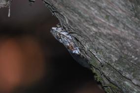 Cicada insect in wildlife