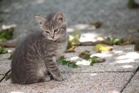 Domestic Animal Kitten Tabby