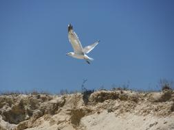Seagull Bird