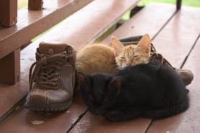 Cat Kitten Sleep