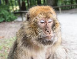 Barbary Ape Monkey Primate