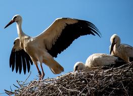 Stork Storks Bird