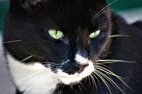 Fluffy pet cat with green eyes