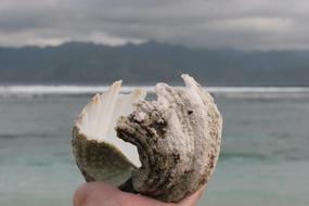 Shell Sea Beach