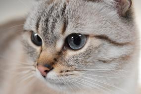 Cat Animal Blue Eyes