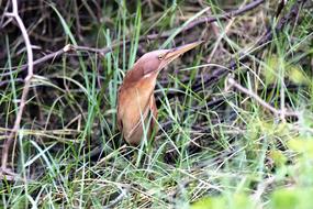 Bird Wildlife Wild