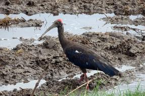 Bird Red-Naped Ibis Pseudibis papillosa