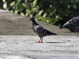Bird Outdoor Wild